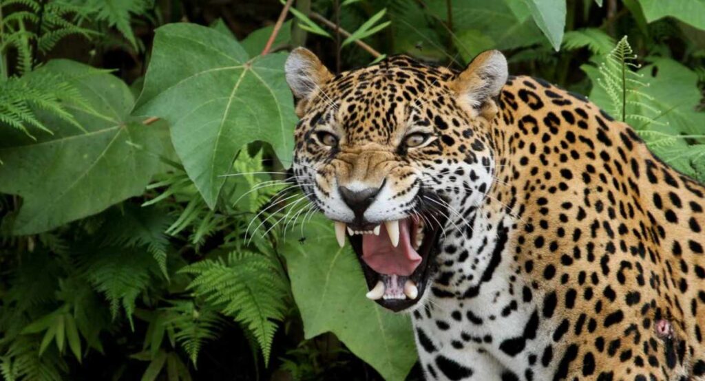 Joven en Tulum sobrevive a un ataque de jaguar.