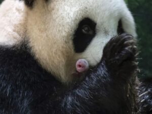 Pandas gemelas nacen en zoologico de Corea del Sur 1