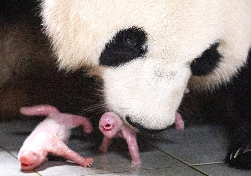 Pandas gemelas nacen en zoológico de Corea del Sur