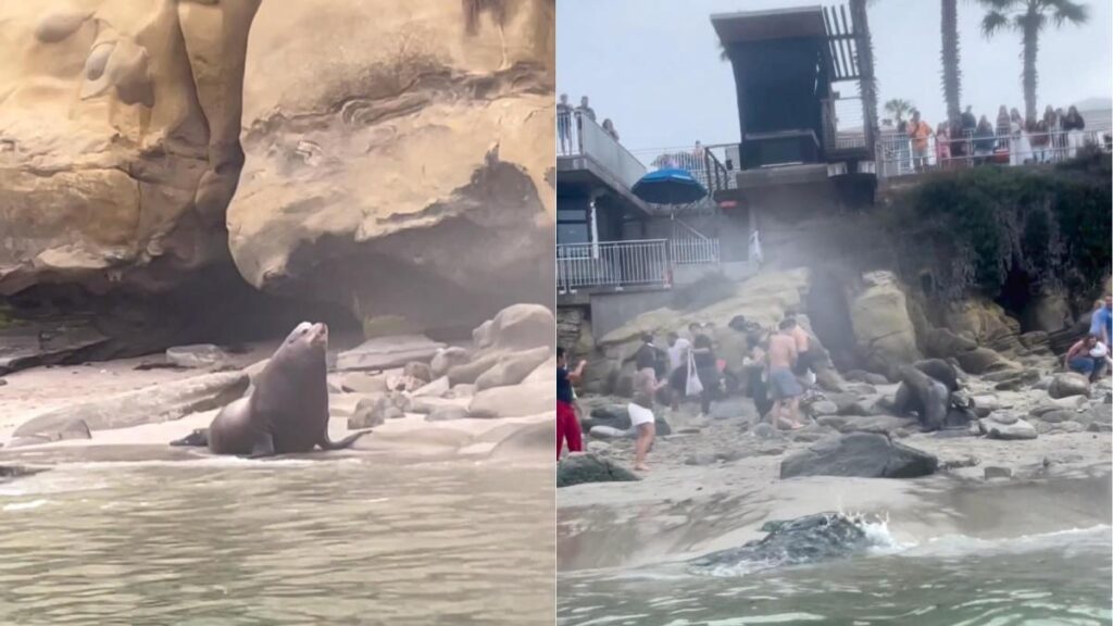 Pelea de leones marinos aterroriza a bañistas en playa de California (VIDEO)