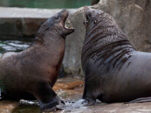 Pelea de leones marinos aterroriza a banistas en playa de California VIDEO