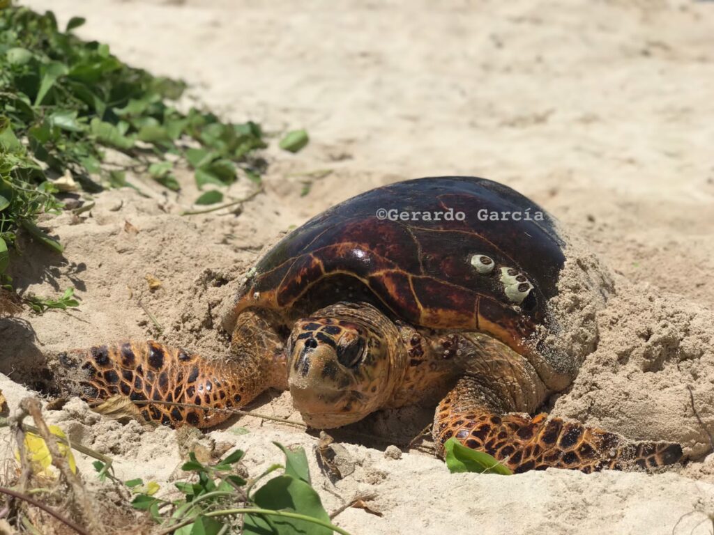 ¡Majestuoso! Reportan segundo desove de Tortuga Carey en Isla Mujeres