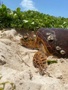 ¡Majestuoso! Reportan segundo desove de Tortuga Carey en Isla Mujeres