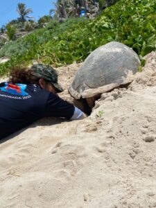 ¡Majestuoso! Reportan segundo desove de Tortuga Carey en Isla Mujeres