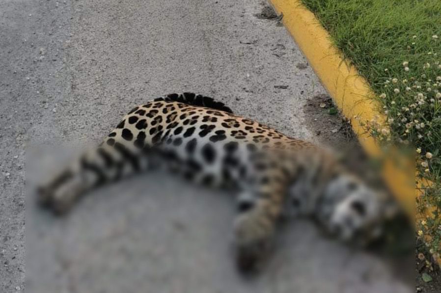 Muere jaguar atropellado en carretera Cancún- Chetumal