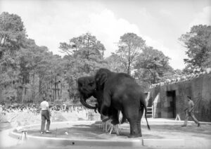 Zoológico de Chapultepec celebra 100 años: Así era antes (FOTOS)