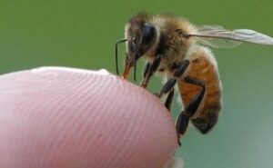 El sacrificio de las abejas: por qué mueren después de picar