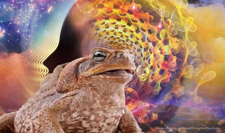 Bufo alvarius: Un potente alucinógeno con posibles aplicaciones terapéuticas para la salud mental