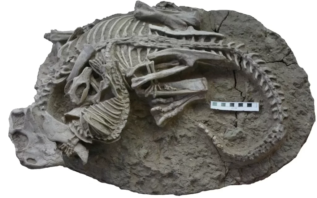 ¡Impresionante! Muestra fósil a mamífero carnívoro atacando a dinosaurio