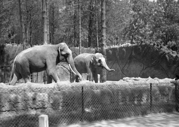 Zoológico de Chapultepec celebra 100 años: Así era antes (FOTOS)