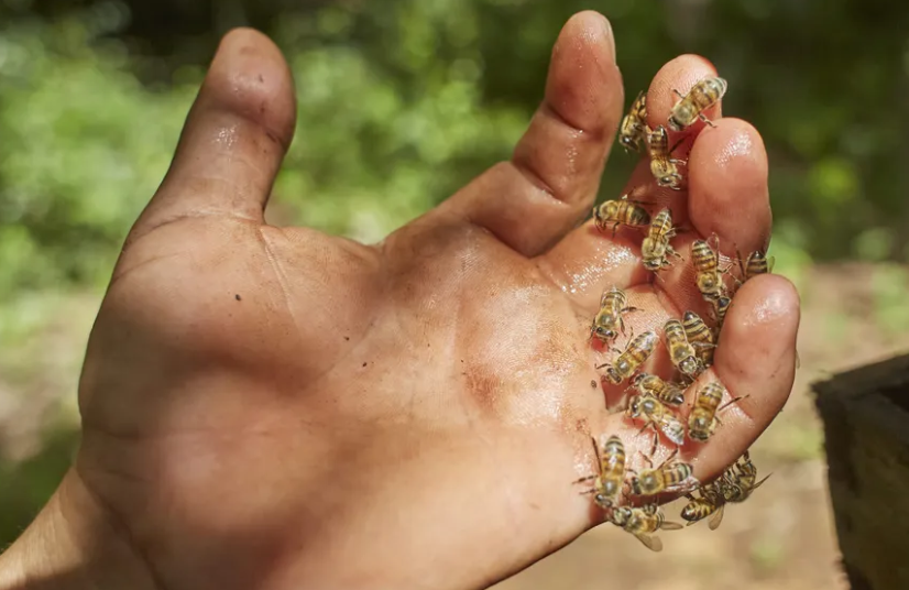 El sacrificio de las abejas: por qué mueren después de picar