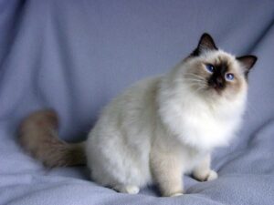 10 razas de gatos mas peludos del mundo 1