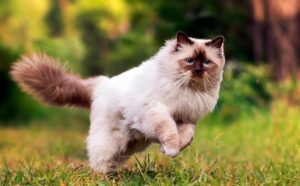 10 razas de gatos mas peludos del mundo