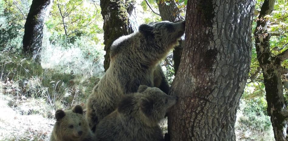 Encuentro con un oso: Conoce aquí cómo reaccionar ante este situación