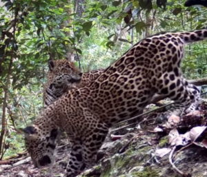 Impactantes Imágenes: Dos jaguares cautivan en la región 'Gran Calakmul'