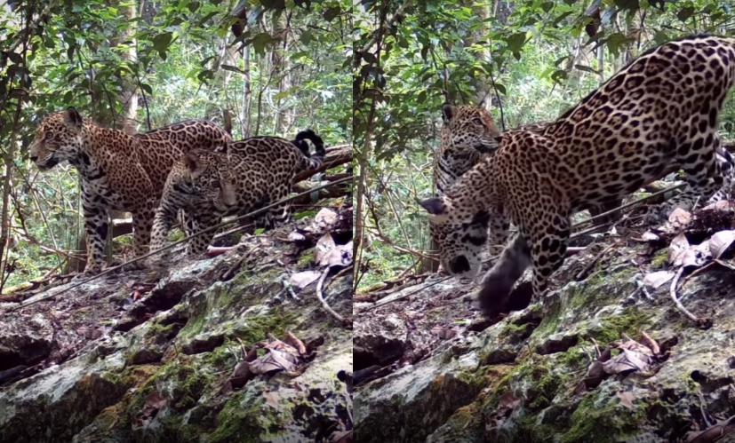 Impactantes Imágenes: Dos jaguares cautivan en la región 'Gran Calakmul'