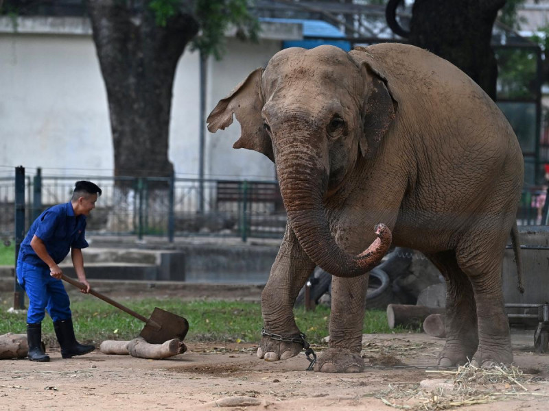 Elefantes de zoológico son encadenados y la situación indigna