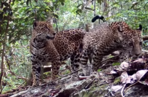 Impactantes Imágenes: Dos jaguares cautivan en la región 'Gran Calakmul'