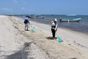 Gobierno de Puerto Morelos trabaja con la Marina y la SEMA en limpieza del sargazo 1