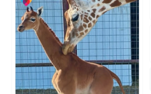 Jirafa sin manchas nace en zoologico y buscan nombre