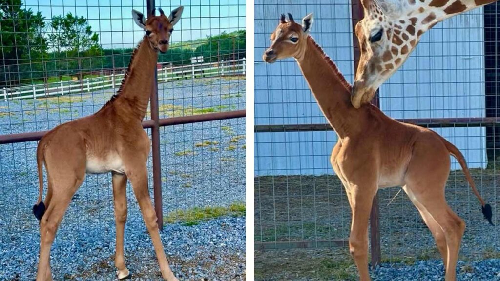 Jirafa sin manchas nace en zoológico y buscan nombre