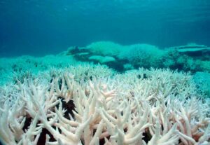 Más de 40 especies de coral en Quintana Roo, están peligro por altas temperaturas