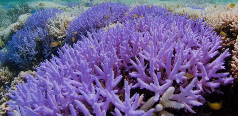 Más de 40 especies de coral en Quintana Roo, están peligro por altas temperaturas