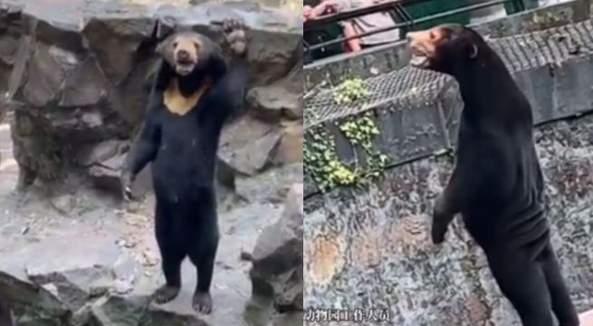 ¡Lo niegan! Zoológico de China asegura que sus osos no son personas disfrazadas