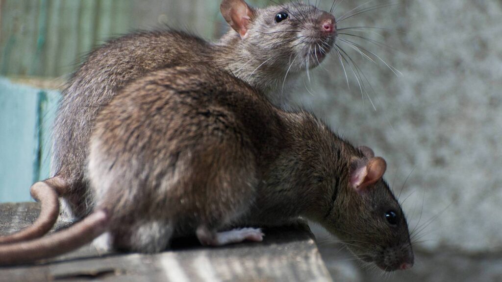 Ratas se adueñan de New York (VIDEO)