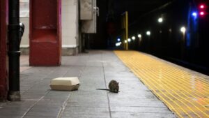 Ratas se aduenan de New York VIDEO