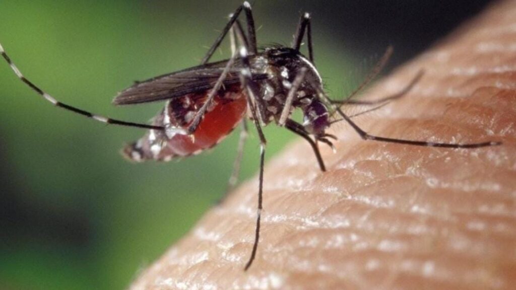 SESA en caso de dengue recomienda ir a centros de salud y no automedicarse