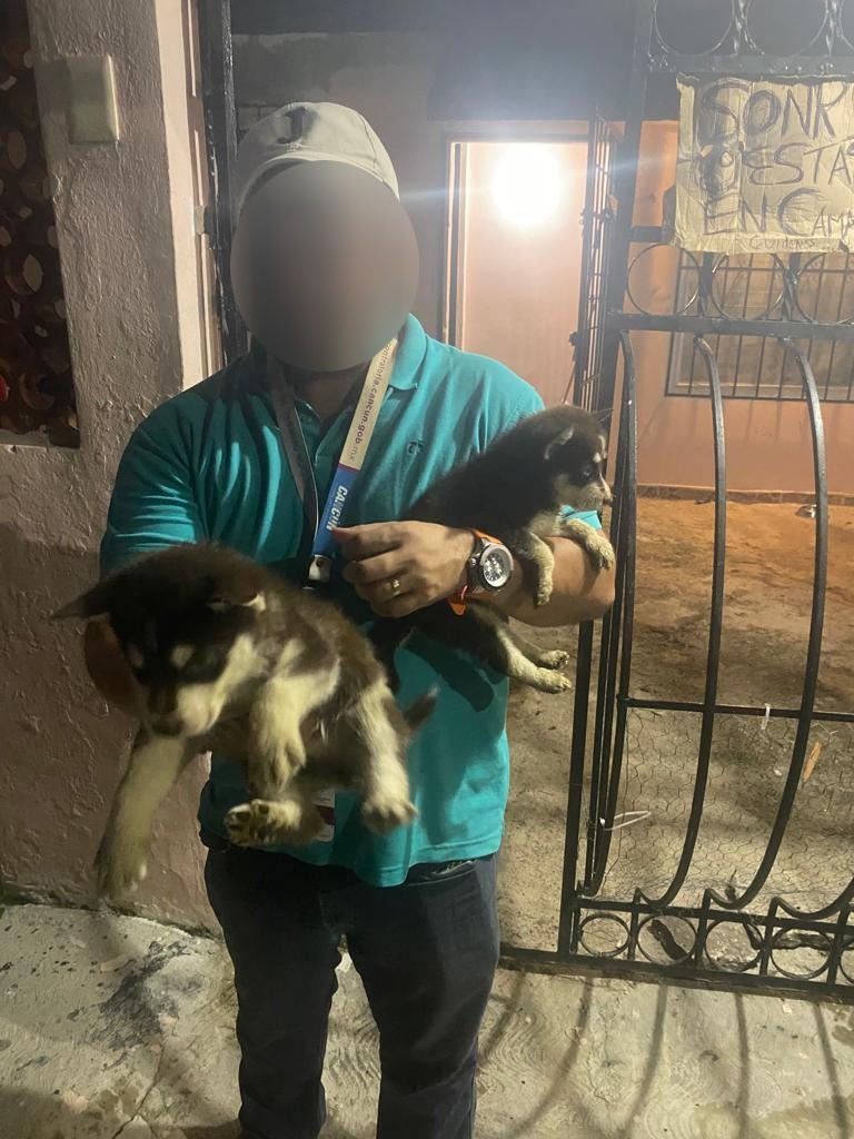 Rescatan a perrita y 2 cachorros Husky Siberiano por posible maltrato animal en Cancún