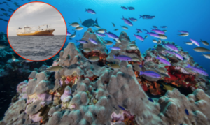 Oceana exige sanción tras el encallamiento del barco "Grande Senegal" en arrecifes de Yucatán