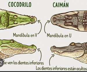 ¿Sabes cuáles son las diferencias entre Caimanes y Cocodrilos?