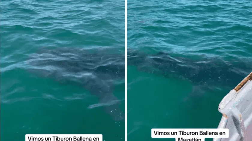 ¡Impresionante! Turistas juegan con tiburón ballena en playa de Sinaloa