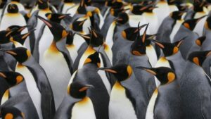 Pingüinos emperador enfrentan una amenaza de extinción