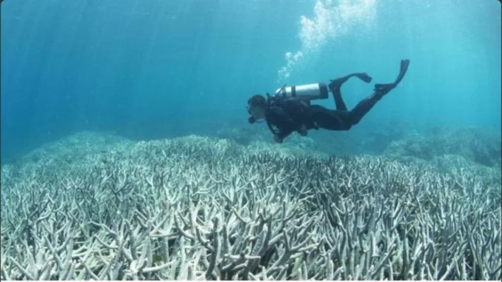 El fenómeno de “El Niño” y los corales