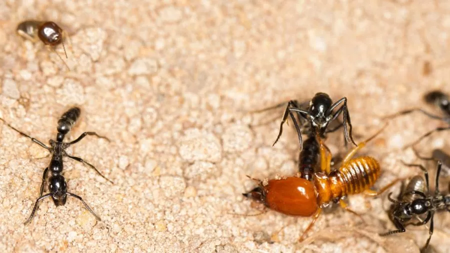 Fecundidad absoluta y las hormigas guerreras de África