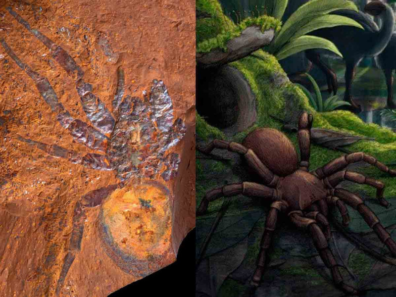 Hallan fósil de araña gigante de hace 16 millones de años en Australia