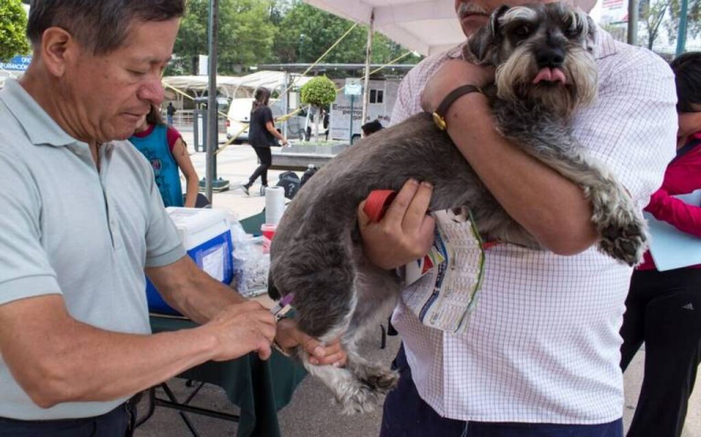 SESA anuncia vacunación para perros y gatos en Quintana Roo