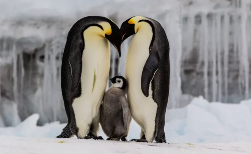 Pingüinos emperador enfrentan una amenaza de extinción