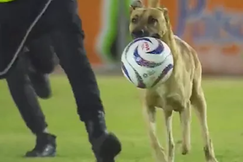 Viral: El delantero más "Perro" en el partido de Alebrijes y Dorados