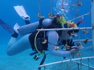 Ambientalistas atienden impactos a arrecifes de Cozumel causados por tormentas