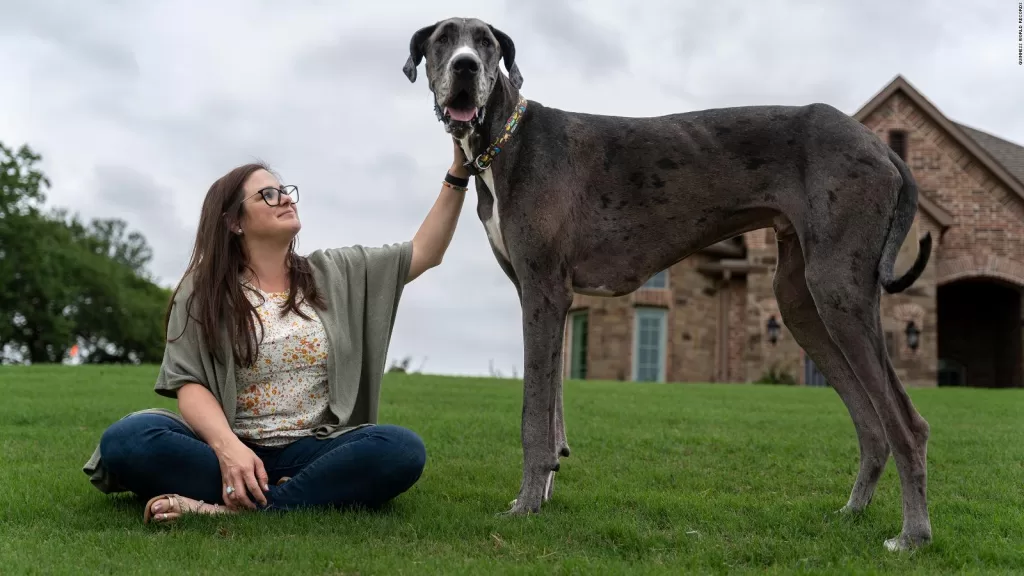 Zeus, el perro más alto del mundo muere