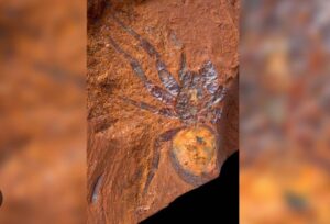 Hallan fósil de araña gigante de hace 16 millones de años en Australia