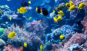 Científicos cubanos desean salvar arrecifes de coral ante aumento de temperatura del mar