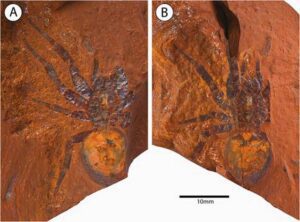 Hallan fósil de araña gigante de hace 16 millones de años en Australia