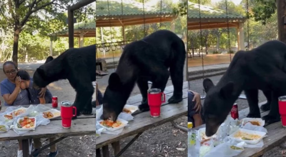 Oso sorprende a familia en Nuevo León y se devora sus taquitos (VIDEO)