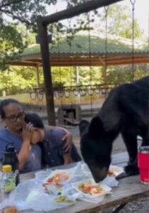 Oso sorprende a familia en Nuevo León y se devora sus taquitos (VIDEO)