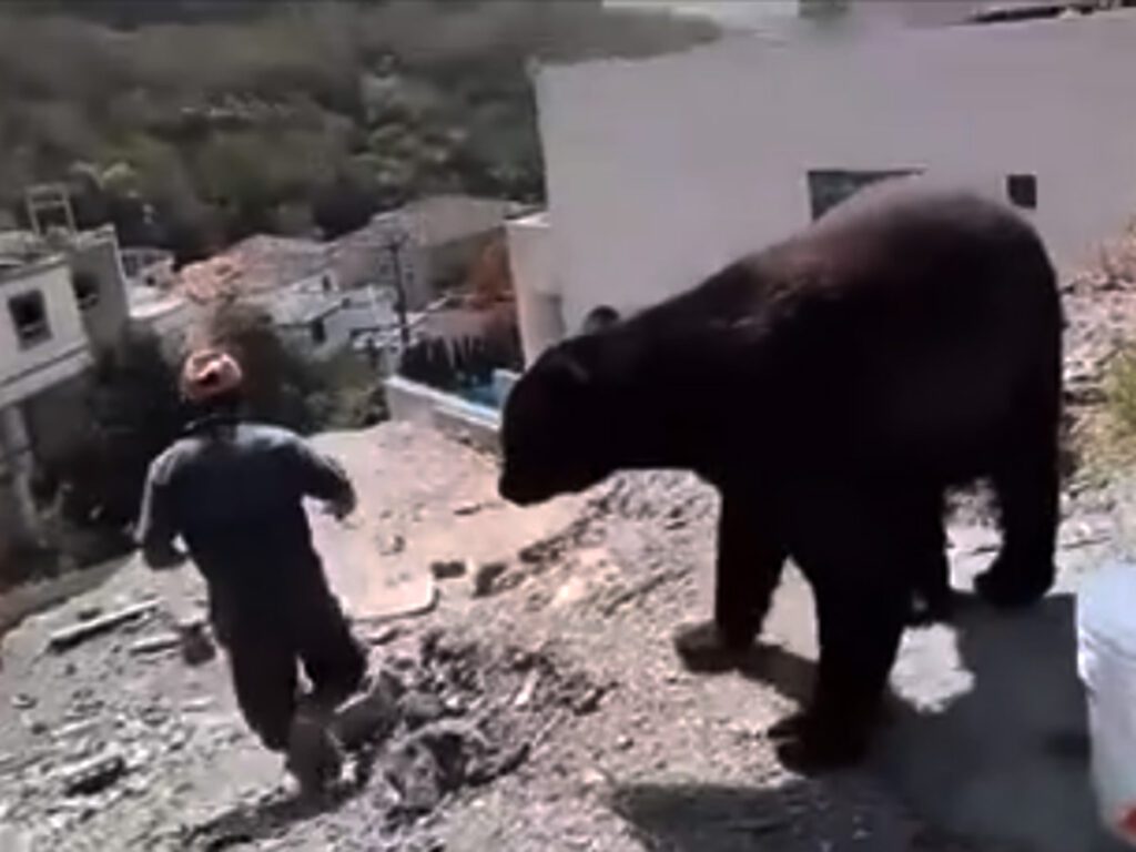 Albañiles pierden su comida con un enorme oso (VIDEO).